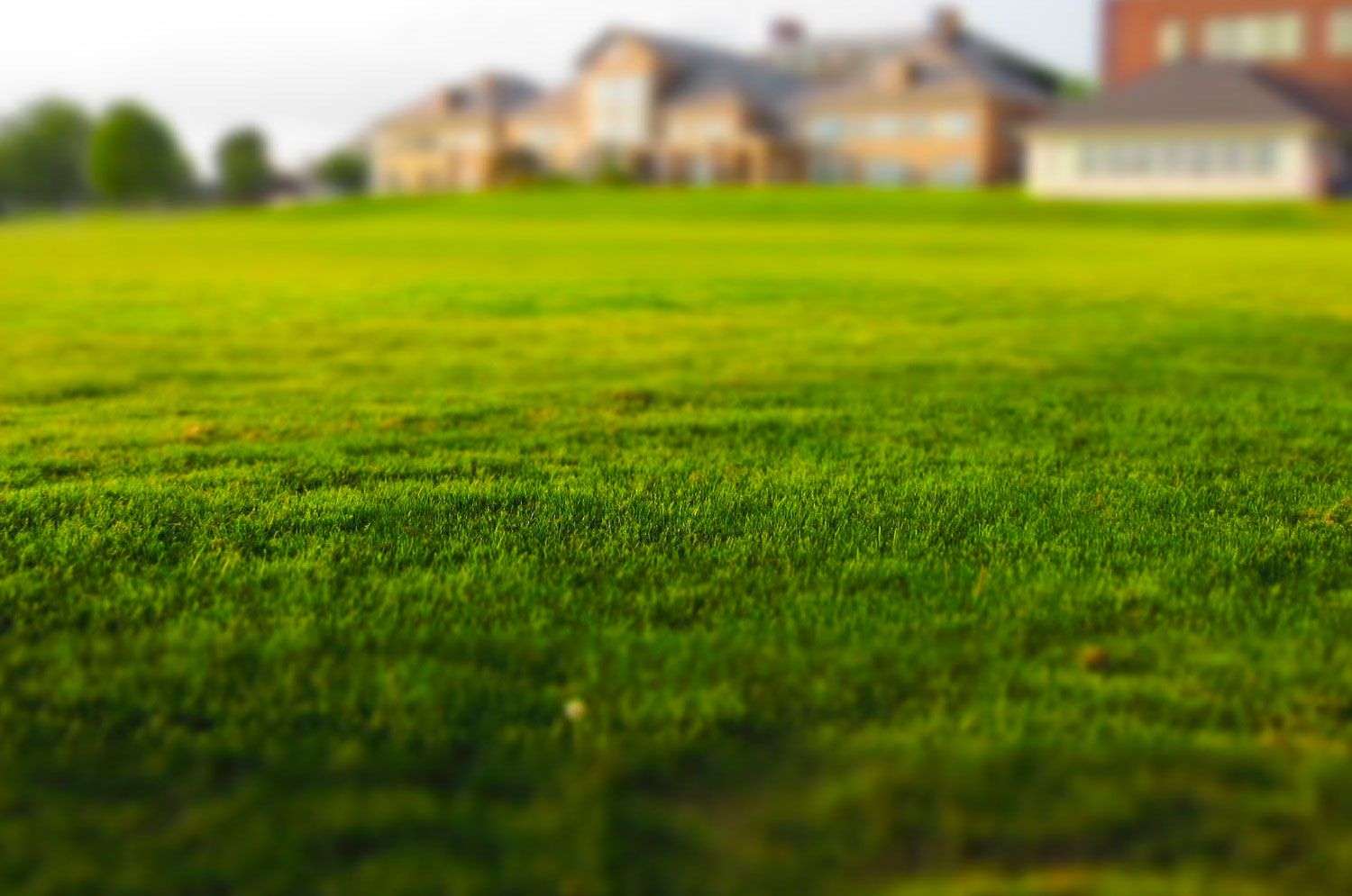 Lush green lawn in a residential landscape, showcasing healthy grass as part of custom landscaping services by Laughter Family Hardscapes.